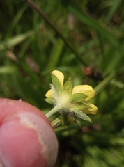Potentilla intermedia