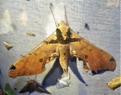 Adhemarius fulvescens