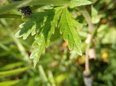 Potentilla intermedia