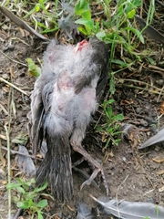 Aves