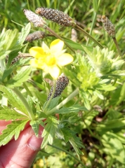 Potentilla intermedia