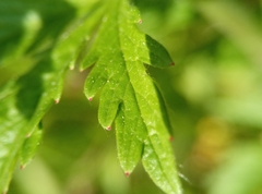 Potentilla intermedia
