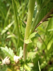 Potentilla intermedia