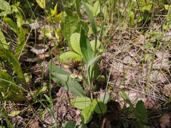 Pilosella aurantiaca
