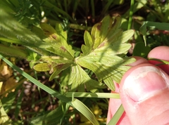 Potentilla intermedia
