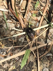 Merodon equestris