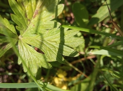 Potentilla intermedia