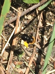 Merodon equestris