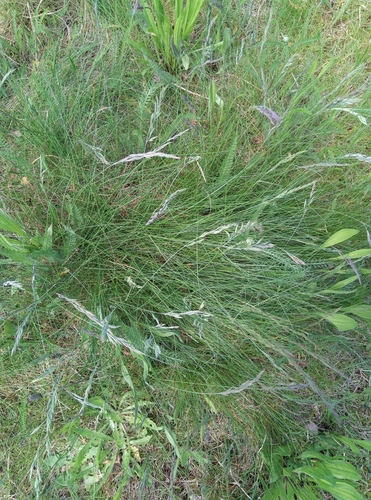Image of Festuca trachyphylla by no rights reserved