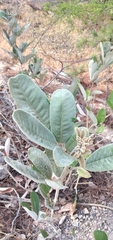 Eriosema grandiflorum