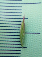 Festuca trachyphylla