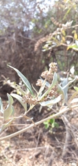 Eriosema grandiflorum