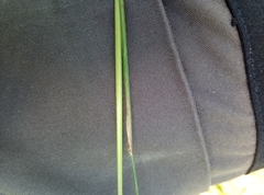 Festuca trachyphylla