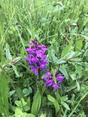 Dactylorhiza majalis