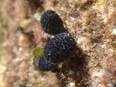 Eudistoma caeruleum