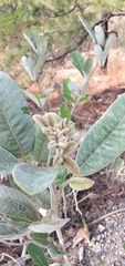 Eriosema grandiflorum