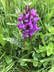 Dactylorhiza majalis