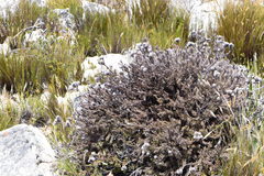 Leucadendron singulare