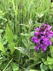 Dactylorhiza majalis