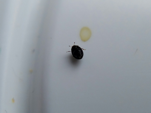 Micro Lady Beetle