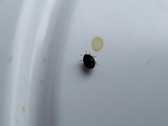 Microweisea misella