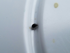 Microweisea misella