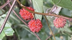 Broussonetia kaempferi