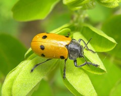 Lachnaia sexpunctata