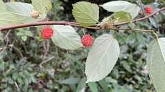 Broussonetia kaempferi
