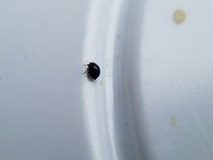 Microweisea misella