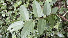 Broussonetia kaempferi