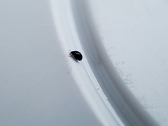 Microweisea misella