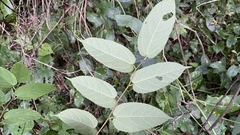 Broussonetia kaempferi