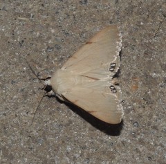 Litoprosopus coachella