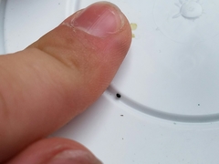 Microweisea misella