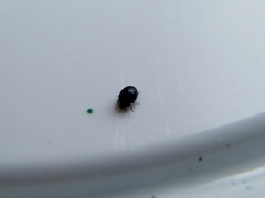 Microweisea misella