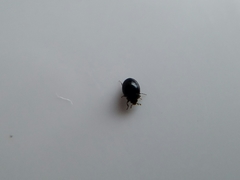 Microweisea misella