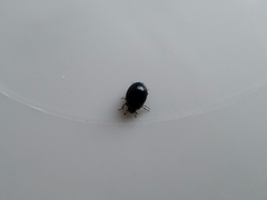 Microweisea misella