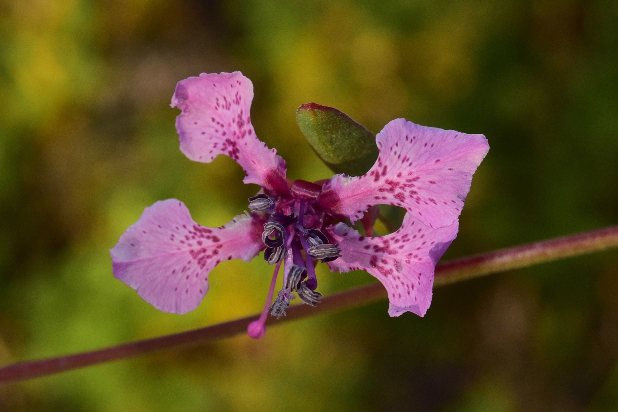 Clarkia virgata