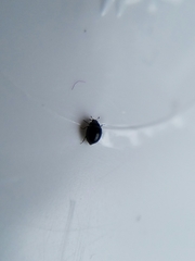Microweisea misella