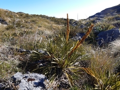 Aciphylla ferox
