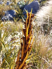 Aciphylla ferox