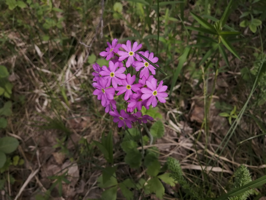 siberian primrose from Искитим, Новосибирская обл., Россия on May 30 ...