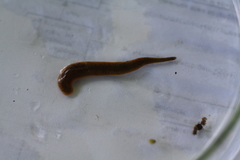 Erpobdella octoculata