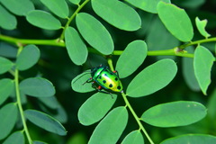 Calliphara excellens