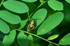 Calliphara excellens