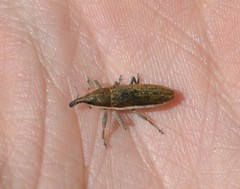 Lixus juncii