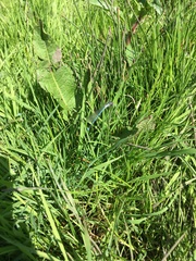 Enallagma cyathigerum