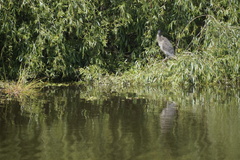 Nycticorax nycticorax obscurus