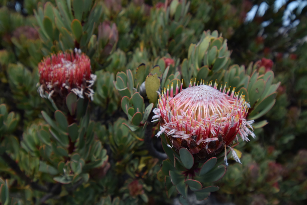 Protea sect. Leiocephalae